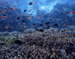 Colorful coral reef with tropical fish in Komodo National Park